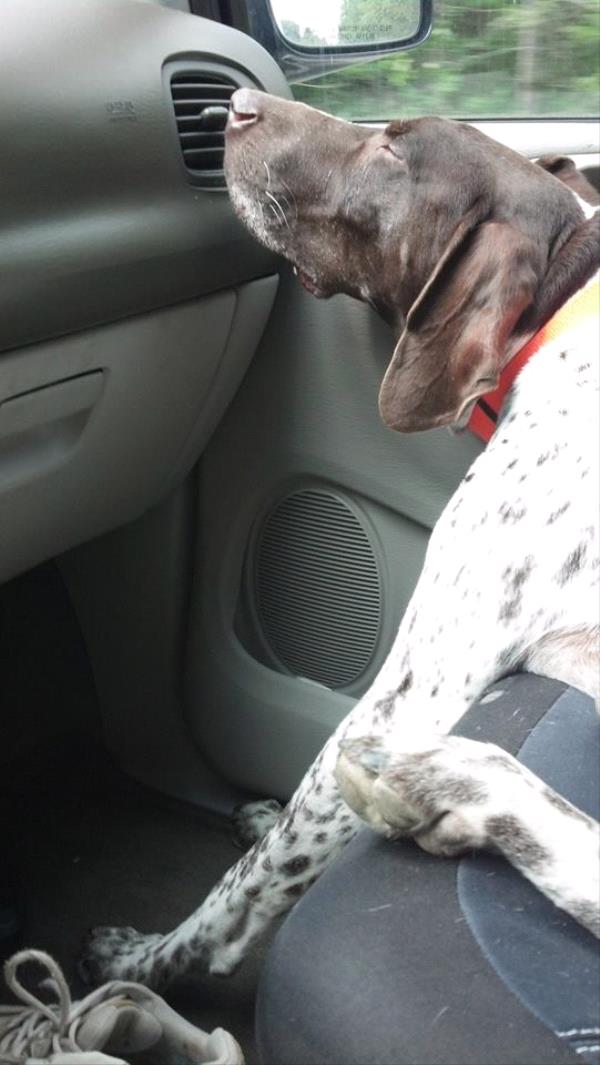 /images/uploads/southeast german shorthaired pointer rescue/segspcalendarcontest2019/entries/11383thumb.jpg